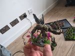 Nurgle Chaos Daemons Painted warhammer 40k