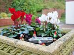 MINIATURE GARDEN GNOMES FOR FAIRY GARDENS CHOICE OF TWO SETS - NEW