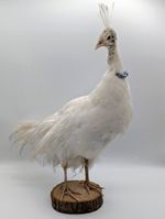 Gorgeous Taxidermy Albino White Peacock Bird (Pavo cristatus) on Log Mount 52cm