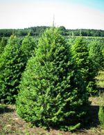 Douglas Fir Tree Pseudotsuga Menziesii - Large 2Lt XL Pot Grown Evergreen