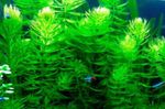 6x Hornwort Ceratophyllum Demersum Oxygenating Aquatic Plant