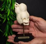 Two Headed Skull Replica Conjoined Twin Craniopagus Bengal Oddity Display