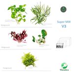 25+ Live Aquarium Plants Aquascape Tropical 80 Lt Fish Tank Super Mix Bundle V3