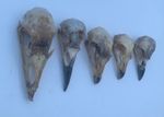 Taxidermy Skulls x 5