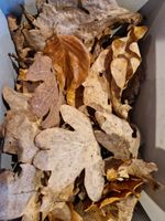 50x Bioactive dried Oak And Beech leaves. Microfauna. Fish. Reptile. Shrimp
