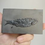 Asialepidotes Xingyiensis Fossil Fish, Complete Scale Preserved Fossil On Matrix