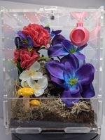 Jumping Spider Complete Full Spider Set Up Enclosure Front Opening Large 