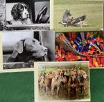 Shooting Falconry Hunting blank greetings cards Set Of Five ( 1 Of Each Design)