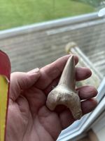 The Best Otodus Obliquus Fossilised Shark Tooth Sized 72mm