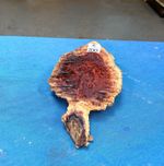 Red Mallee Burl / Burr / Woodturning / Burl Cap / Bowl Blanks / Exotic Hardwoods
