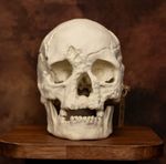 Human Skull Replica Life Size Cheddar Man Skull Anatomical Medical Model