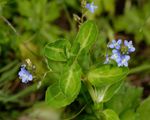Veronica beccabunga (Brooklime) - Pond Plants