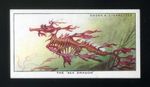 1932 Ogdens Colour in Nature The Sea Dragon #5