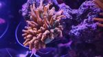 Rainbow Bubble Tip Anemone (RBTA) Tri Colour