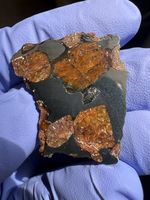 4.5g slice of NEA 130 pallasite main group/ rare Chad find