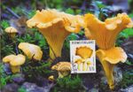 Chanterelle Mushrooms Girolle Finland Clean Nature Maxi FDC Maximum Card 2016