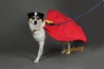 NEW Superman Superdog Cape Krypto Cosplay Cloak Dog Pet clothing-