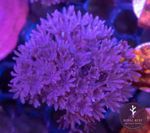 🟣🫀 Pulsing Xenia Soft Coral Frag Reef 🫀🟣