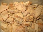 Miocene Amber Colombia Raw 4oz 115g per lot for jewelry fossils tumble polish
