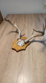 vintage Real  Skull with Horns, white bone, animal skull. Original 5