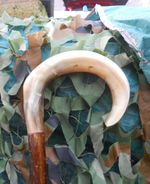 Full length shepherds crook/market stick in a  rams horn FREE POSTAGE