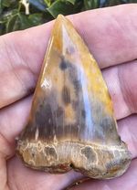 Peruvian Hubbelli shark tooth fossil transitional Great White not Megalodon