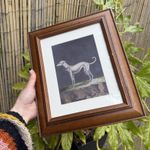 Vintage Greyhound Bed Of Stone Framed Print