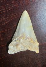 Beautiful Serrated 2.38" Fossil ANGUSTIDENS Shark Tooth-Summerville, SC