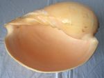Large Melon Sea Shell Large Polished 18 cm x 14 cm  Beach SeaShell