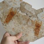 Crayfish Fossil, Positive and Negative Slab Preserved Crustacean Fossil Specimen