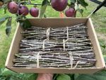 Fresh Cut British Apple Wood Rabbit Chew Sticks Organic 1.5 kg sustainable