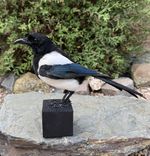 TAXIDERMY MAGPIE Legal To Sell Base Pica Pica skull Gothic Lucky  Art Beautiful