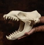 Leopard Seal Skull New Lifesize Replica Prehistoric Looking Skull Exclusive!