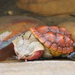 Animal Heavenly Body Matamata Turtle Chelus fimbriata Statue