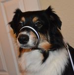 Figure of 8 eight dog head collar lead,with safety lead, no loss of lead length