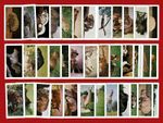 WILD ANIMALS - HORNIMAN & Co. - 1958 TEA TRADE CARD SET - Excellent (TP01)