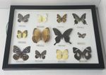 Vintage Taxidermied Butterfly Collection 12 Specimens