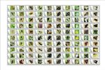 2026 10- CENTRAL AFRICA - BEETLES & INSECTS I         100V  complet set  MNH **
