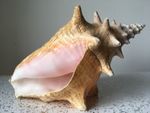 Queen Conch Shell Aliger Gigas 23 cm Natural Seashell SHELLS Coastal Decor 1 KG