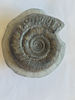 Dactylioceras Tenuicostatum Jurassic Fossil Ammonite Whitby, Yorkshire, A345