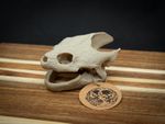 Life Size Snapping Turtle Skull Replica – Realistic 3D Printed Bone Model