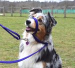 Figure of 8 eight dog head collar lead 2.5 mtr with trigger clip