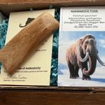 polished Mammoth Tusk Section , Pleistocene Devensian  boxed and labelled