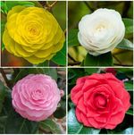 Rare Camellia Japonica Flower Seeds, Limited Stock.