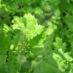 Agricultural Green Manure/ White Mustard Seed High Green Matter 250g-2kg