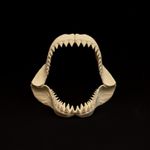 MEGALODON SHARK JAWS REPLICA 20CM | GREAT WHITE SHARK JAW DISPLAY | FOSSIL SHARK