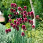 Allium Sphaerocephalon Drumstick Bulbs 10 25 50 or 100 Bulbs – Hardy Perennial