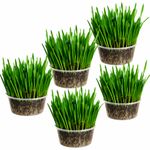 Cat grass kit x5 containers  - Easy Grow your own kit - UK Seed AmbroziaNP