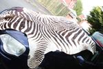 Real Zebra Skin Rug From Africa. Equus Quagga / Burchelli. 90 inches long