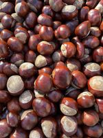 Fresh Handpicked Fall Conkers Horse Chestnuts X50 Craft/spider Repellent UK